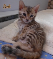 2021-02-26-40-jours-BALI-chaton-bengal-5