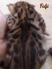 2021-02-07-3-semaines-Fidjii-chaton-bengal-1