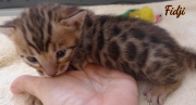 2021-02-07-3-semaines-Fidjii-chaton-bengal-3