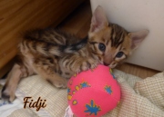 2021-02-14-4-semaines-FIDJI-chaton-bengal-1