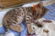 2021-02-14-4-semaines-FIDJI-chaton-bengal-2