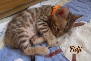 2021-02-14-4-semaines-FIDJI-chaton-bengal-3