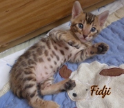 2021-02-14-4-semaines-FIDJI-chaton-bengal-4