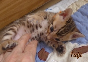 2021-02-14-4-semaines-FIDJI-chaton-bengal-5