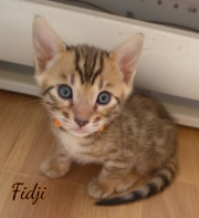 2021-02-14-4-semaines-FIDJI-chaton-bengal-6