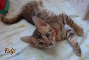 2021-02-26-40-jours-FIDJI-chaton-bengal-1