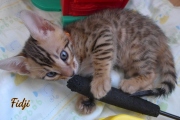 2021-02-26-40-jours-FIDJI-chaton-bengal-3