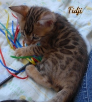 2021-02-26-40-jours-FIDJI-chaton-bengal-4