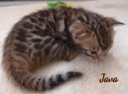 2021-02-07-3-semaines-Java-chaton-bengal-1