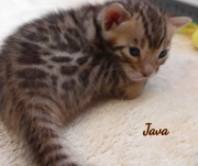 2021-02-07-3-semaines-Java-chaton-bengal-2