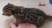 2021-02-07-3-semaines-Java-chaton-bengal-4