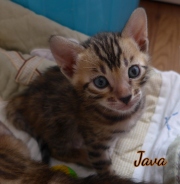 2021-02-14-4-semaines-JAVA-chaton-bengal-1