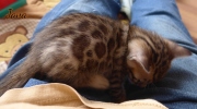 2021-02-14-4-semaines-JAVA-chaton-bengal-2