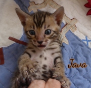 2021-02-14-4-semaines-JAVA-chaton-bengal-3