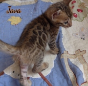 2021-02-14-4-semaines-JAVA-chaton-bengal-4