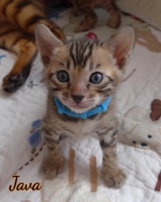 2021-02-14-4-semaines-JAVA-chaton-bengal-5