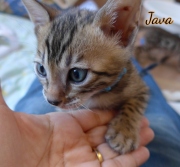 2021-02-26-40-jours-JAVA-chaton-bengal-1