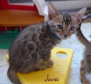 2021-02-26-40-jours-JAVA-chaton-bengal-2