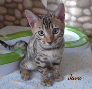 2021-04-12-12-semaines-Java-chat-bengal-1