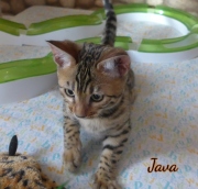 2021-04-12-12-semaines-Java-chat-bengal-2