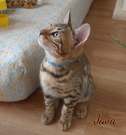 2021-04-12-12-semaines-Java-chat-bengal-3