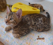 2021-04-12-12-semaines-Java-chat-bengal-4