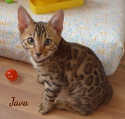 2021-04-12-12-semaines-Java-chat-bengal-5