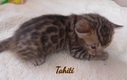 2021-02-07-3-semaines-Tahiti-chaton-bengal-2
