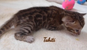 2021-02-07-3-semaines-Tahiti-chaton-bengal-3