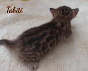 2021-02-07-3-semaines-Tahiti-chaton-bengal-4