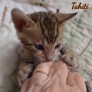 2021-02-15-4-semaines-TAHITI-chaton-bengal-4