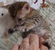 2021-02-15-4-semaines-TAHITI-chaton-bengal-5