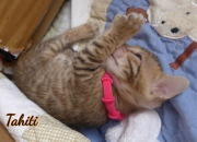 2021-02-15-4-semaines-TAHITI-chaton-bengal-6