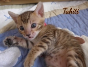 2021-02-15-4-semaines-TAHITI-chaton-bengal-7