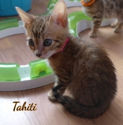 2021-03-09-7-semaines-TAHITI-chaton-bengal-1