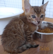 2021-03-09-7-semaines-TAHITI-chaton-bengal-3