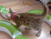 2021-03-09-7-semaines-TAHITI-chaton-bengal-5