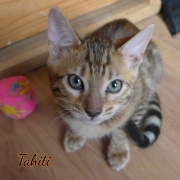 2021-04-12-12-semaines-Tahiti-chatte-bengale-1