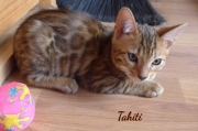 2021-04-12-12-semaines-Tahiti-chatte-bengale-3
