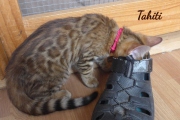 2021-04-12-12-semaines-Tahiti-chatte-bengale-4