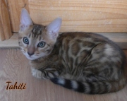2021-04-12-12-semaines-Tahiti-chatte-bengale-5