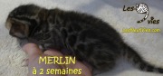 2016-12-27 Merlin (5)