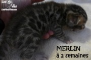 2016-12-27 Merlin (6)