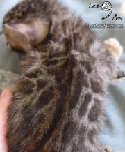 2017-01-07 Merlin (4)