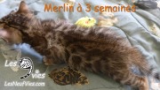 2017-01-07 Merlin (7)