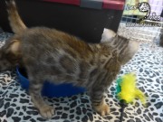 2017-01-26 Merlin (13)