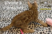 2017-02-01 Viviane (10)