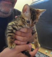 2021-06-21-Ciboulette-2-mois-chaton-bengal-1