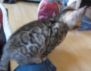 2021-06-21-Ciboulette-2-mois-chaton-bengal-10