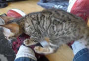 2021-06-21-Ciboulette-2-mois-chaton-bengal-11